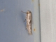 Blastobasini Moth (Blastobasis tarda)