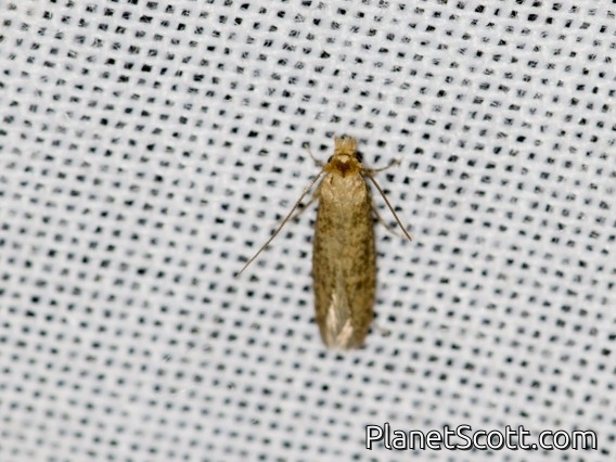 Tortricid Leafroller Moth (Tortricidae sp)