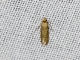 Tortricid Leafroller Moth (Tortricidae sp)