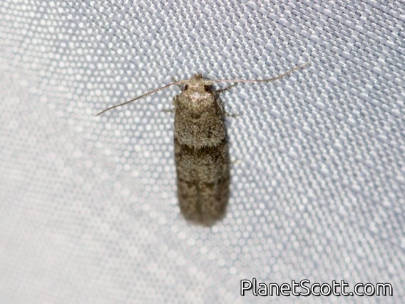 Acorn Moth (Blastobasis glandulella)