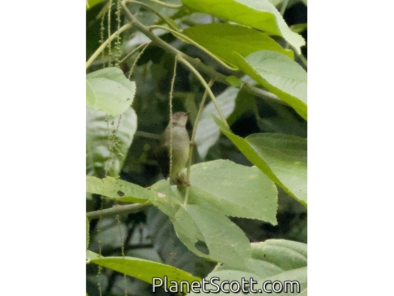 Spectacled Bulbul (Rubigula erythropthalmos)
