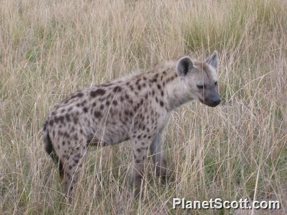 Spotted Hyena (Crocuta crocuta)