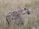 spotted hyena (Crocuta crocuta)