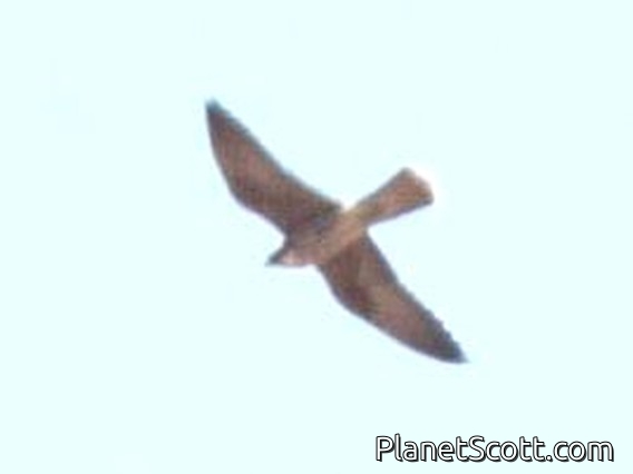 Eleonora's Falcon (Falco eleonorae)