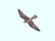 Eleonora's Falcon (Falco eleonorae)