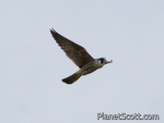 Peregrine Falcon (Falco peregrinus)