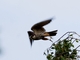 Eurasian Hobby (Falco subbuteo)