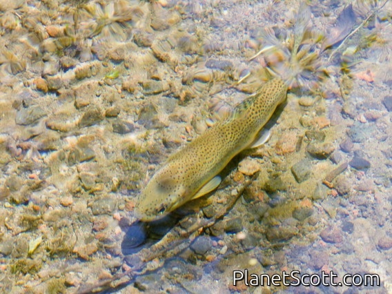 Rainbow Trout (Oncorhynchus mykiss)
