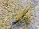 Rainbow Trout (Oncorhynchus mykiss)