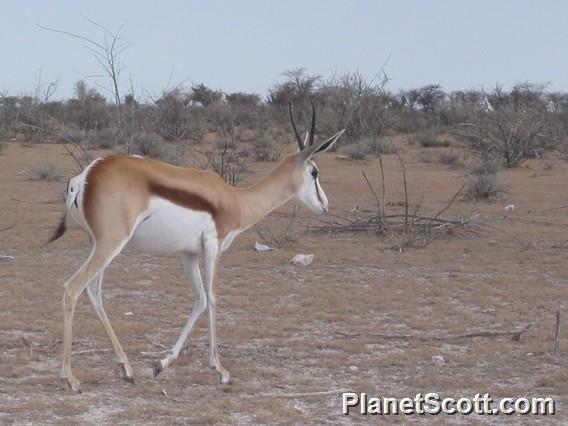 Springbok (Antidorcas marsupialis)