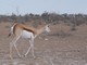 springbok (Antidorcas marsupialis)