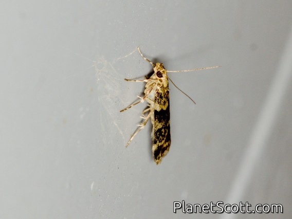 Moss-eating Crambid Snout Moth (Scopariinae sp)