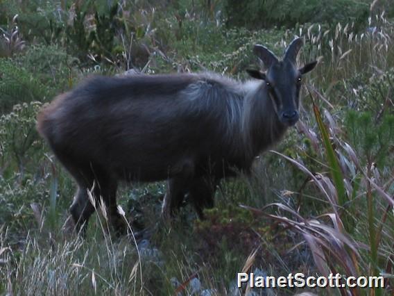 Himalayan Tahr (Hemitragus jemlahicus)