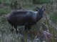 Himalayan tahr (Hemitragus jemlahicus)