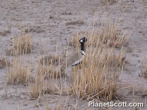 White-quilled Bustard (Afrotis afraoides)