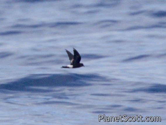 Wilson's Storm-Petrel (Oceanites oceanicus)