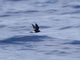 Wilson's Storm-Petrel (Oceanites oceanicus)