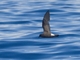 Monteiro's Storm-Petrel (Hydrobates monteiroi)