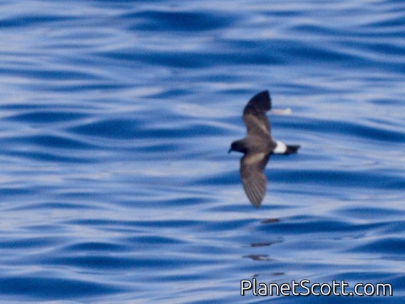Monteiro's Storm-Petrel (Hydrobates monteiroi)