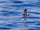 Monteiro's Storm-Petrel (Hydrobates monteiroi)