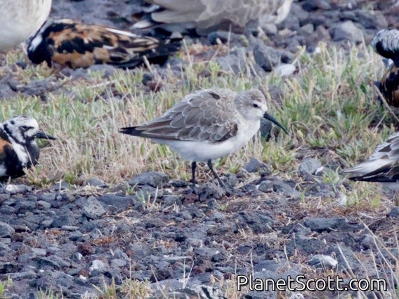 Curlew Sandpiper (Calidris ferruginea)
