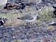 Curlew Sandpiper (Calidris ferruginea)