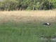 Saddle-billed Stork (Ephippiorhynchus senegalensis)