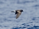 Band-rumped Storm-Petrel (Hydrobates castro)