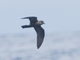 Band-rumped Storm-Petrel (Hydrobates castro)