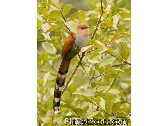 Mexican Squirrel-Cuckoo (Piaya mexicana)