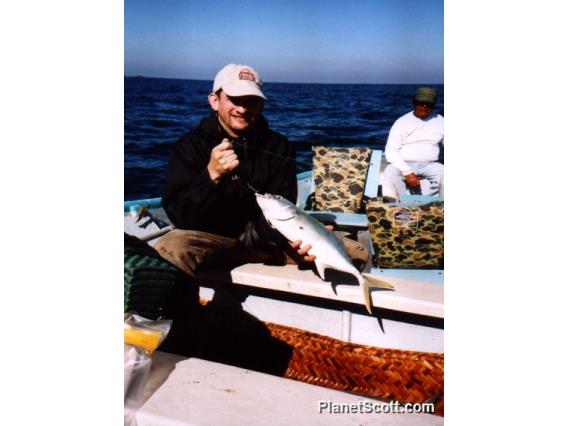 Yellowtail Kingfish (Seriola lalandi)