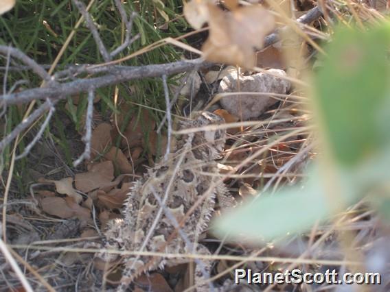 Texas Horned Lizard (Phrynosoma cornutum)