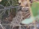 Texas Horned Lizard (Phrynosoma cornutum)