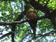 Austral Parakeet (Enicognathus ferrugineus)