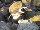 Magellanic Penguin (Spheniscus magellanicus)