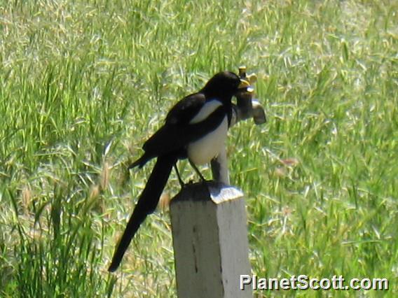 Yellow-billed Magpie (Pica nuttalli)