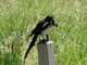 Yellow-billed Magpie (Pica nuttalli)