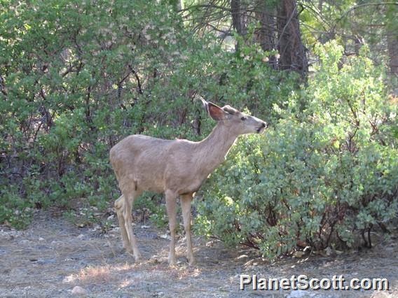 Mule Deer (Odocoileus hemionus)