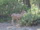 mule deer (Odocoileus hemionus)