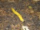 Slender Banana Slug (Ariolimax dolichophallus)