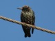 Common Starling (Sturnus vulgaris)