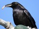 Common Raven (Corvus corax)