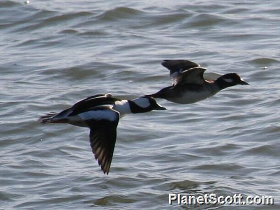 Bufflehead (Bucephala albeola)