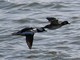 Bufflehead (Bucephala albeola)