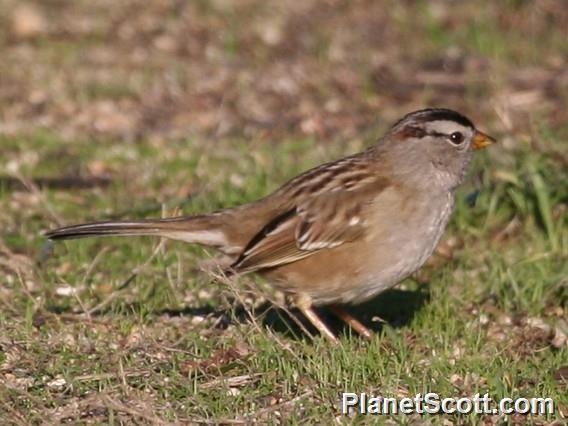 White-crowned Sparrow (Zonotrichia leucophrys)