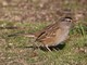 White-crowned Sparrow (Zonotrichia leucophrys)