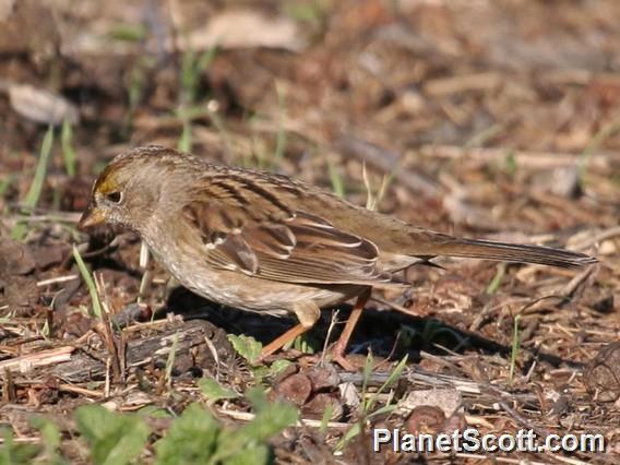 Golden-crowned Sparrow (Zonotrichia atricapilla)