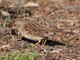 Golden-crowned Sparrow (Zonotrichia atricapilla)