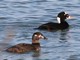 Surf Scoter (Melanitta perspicillata)