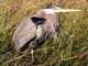 Great Blue Heron (Ardea herodias)